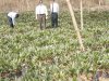 Jeff & Bryan in oil palm nursery