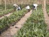 Weeding the palm tree nursery