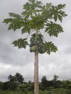 A paw paw tree - papaya