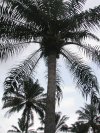 A grown up palm tree-used for making palm oil and palm kernel