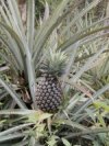 A pineapple tree-used in production of pineapple juice