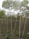 Cassava trees-used in production of starch