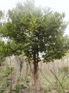 A grown up coffee tree-used for the production of coffee tea